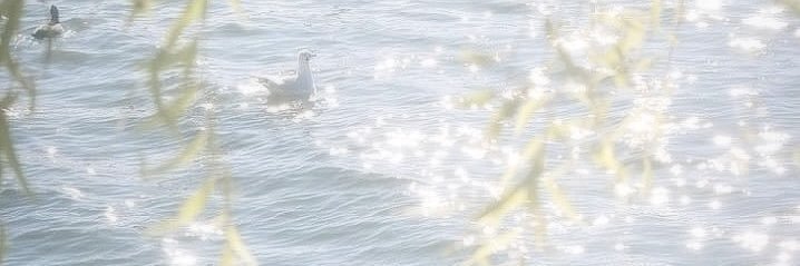 nie ENHYPEN IS 7 banner