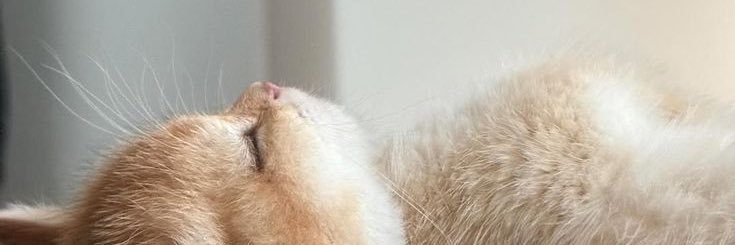 ⋆. 𐙚 ˚ bubbleB ୨ৎ banner