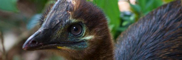 RainforestsAus Profile Banner