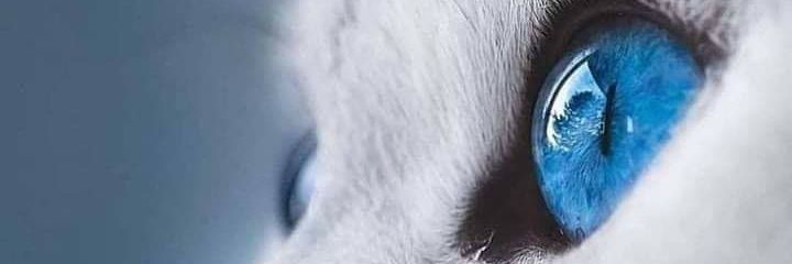 Mariaillapuig's profile banner image