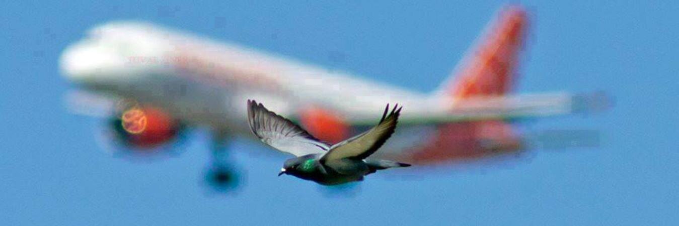 Bitanko_Biswas's profile banner image