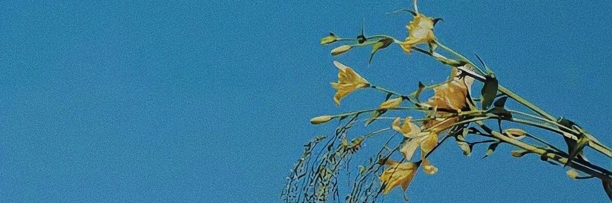 faIlinroses's profile banner image