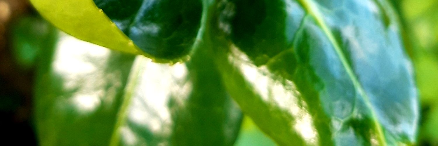baprosa's profile banner image