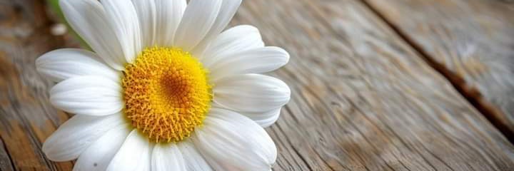 🌼🌼 wennee chang🌼🌼 banner