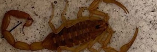 lil_interesting Profile Banner