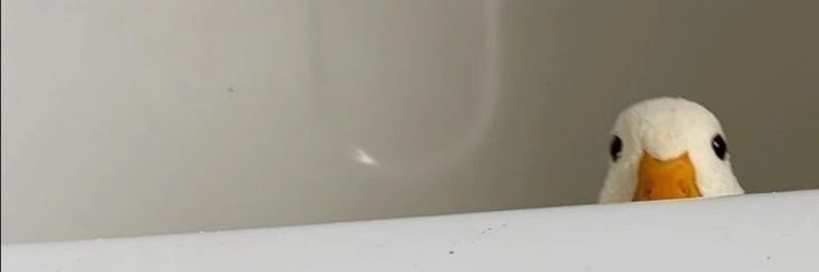 Sage the Cutest banner