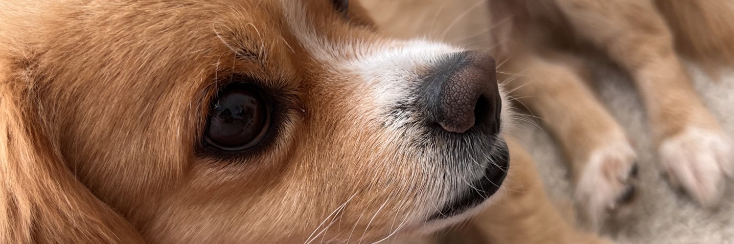 CryptoLuff's profile banner image