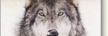 mommawolf's profile banner image