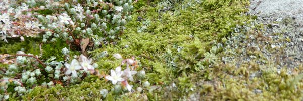 MlleRussell Profile Banner