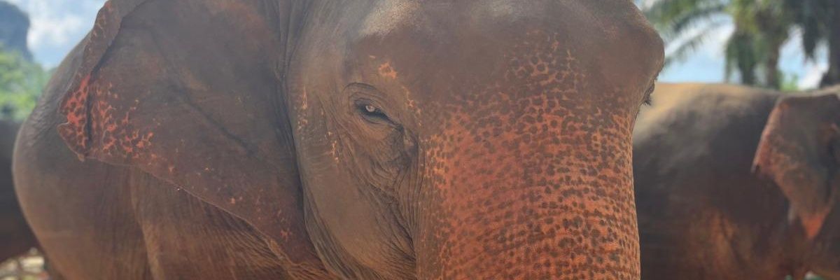 Dzejsson1's profile banner image