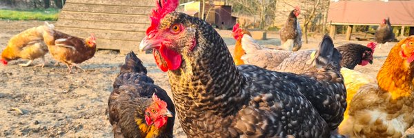 chickenfanscom Profile Banner