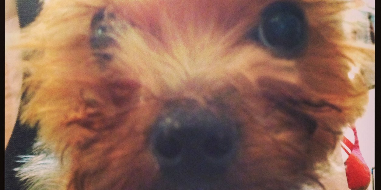 sunjunglefever's profile banner image