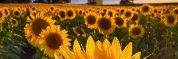 Rayane99012826's profile banner image