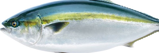 𝙏‌𝙉‌𝙎‌𝙆's banner