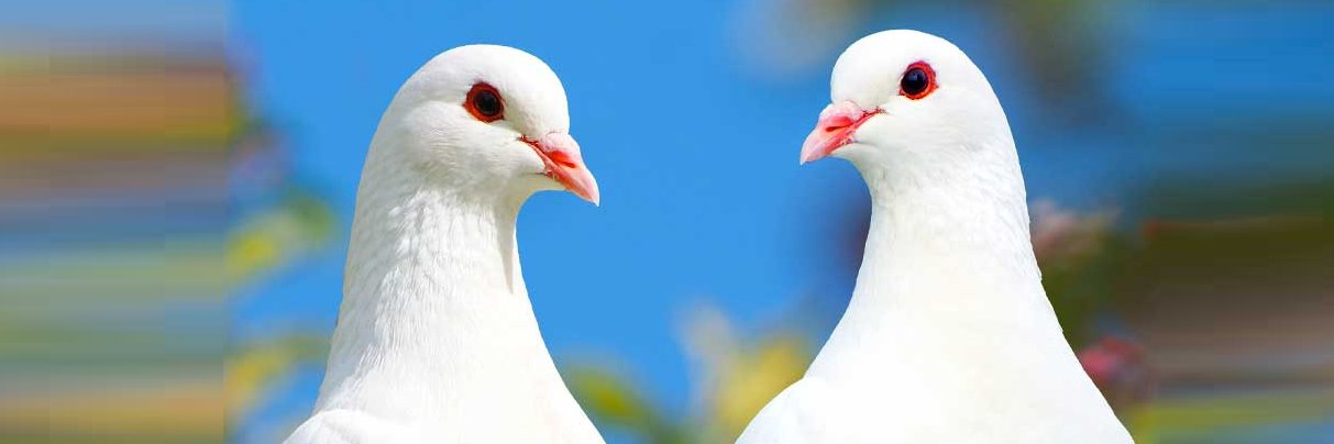 Capella the Fella... Chief of Insecurity banner