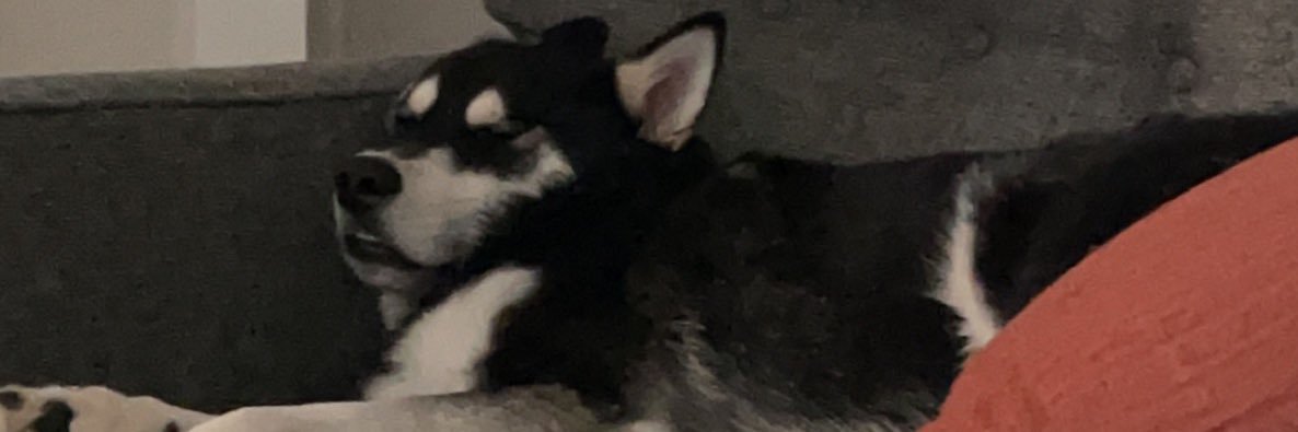 STalazac's profile banner image