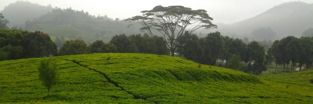 SerafiaMagda's profile banner image