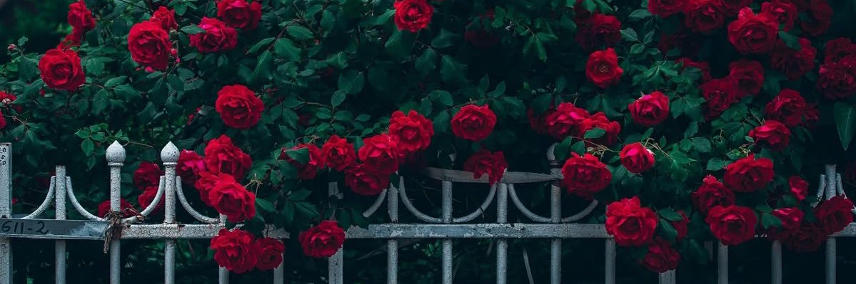 Джейн Доу banner