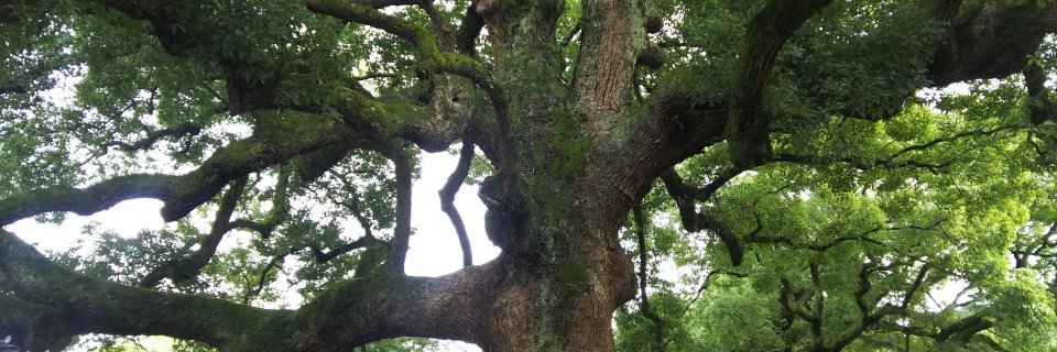 Satoshi@（株）ナカムラ研究所 banner