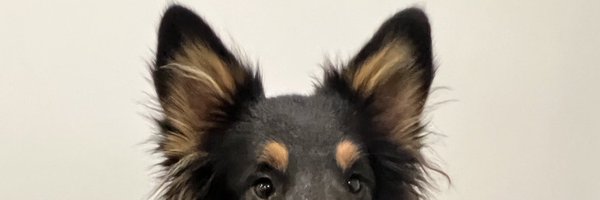 Dog4NephMadness Profile Banner