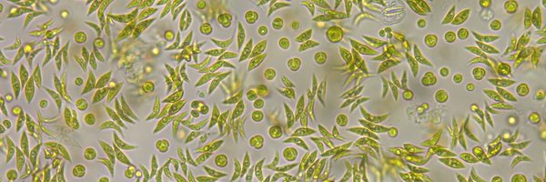 TeamAlgae Profile Banner