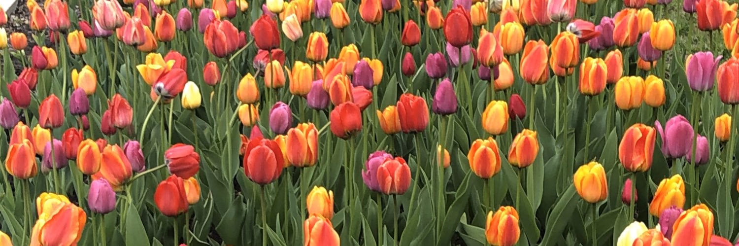 Melissa Majecic banner