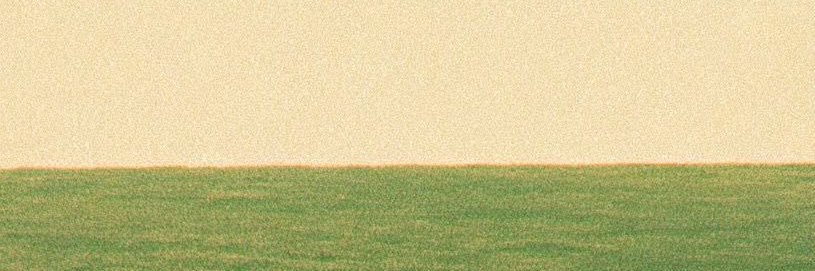 Saif banner