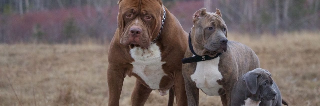 BOSSB911's profile banner image