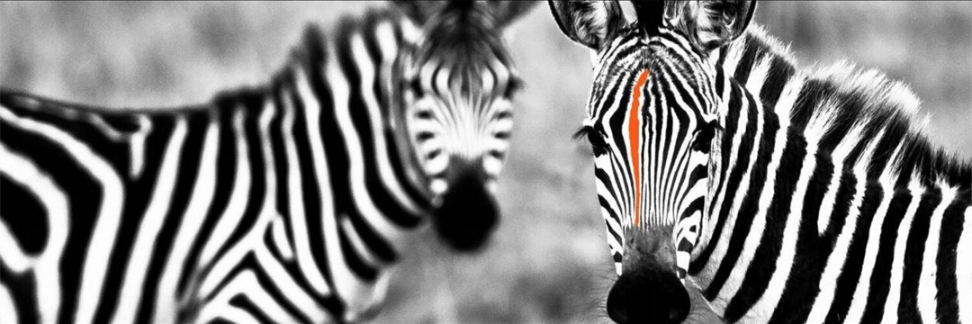 Zebra Strategies banner