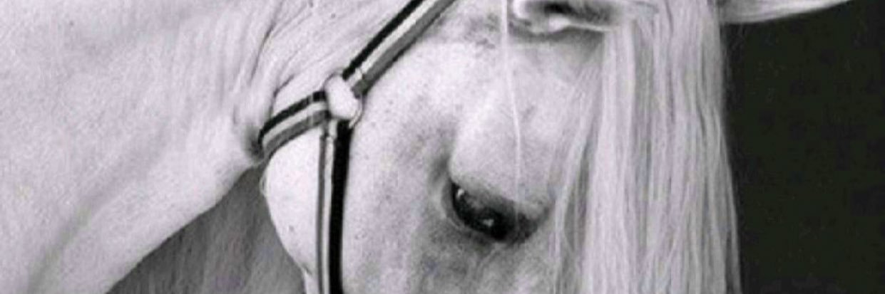 بنك الثروات banner