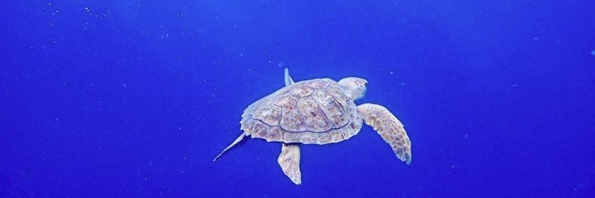 SeaTurtleHosp's profile banner image