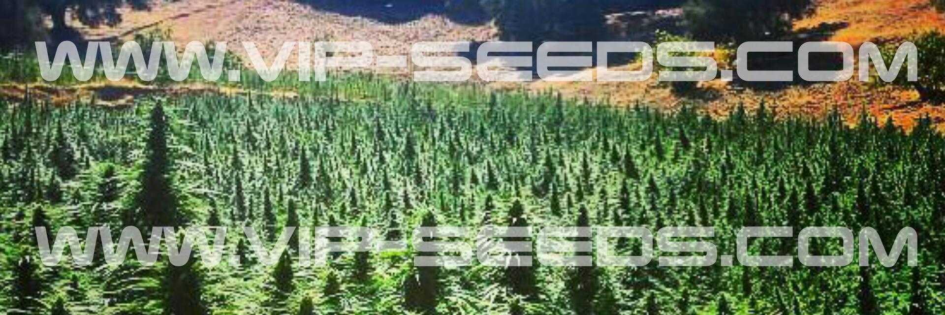 Vip Seeds banner