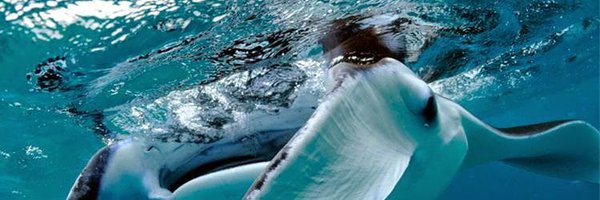 UdiDjamil Profile Banner