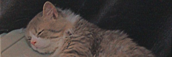 _EbiDee Profile Banner
