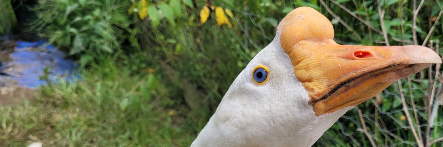 SqueakyWeasel banner