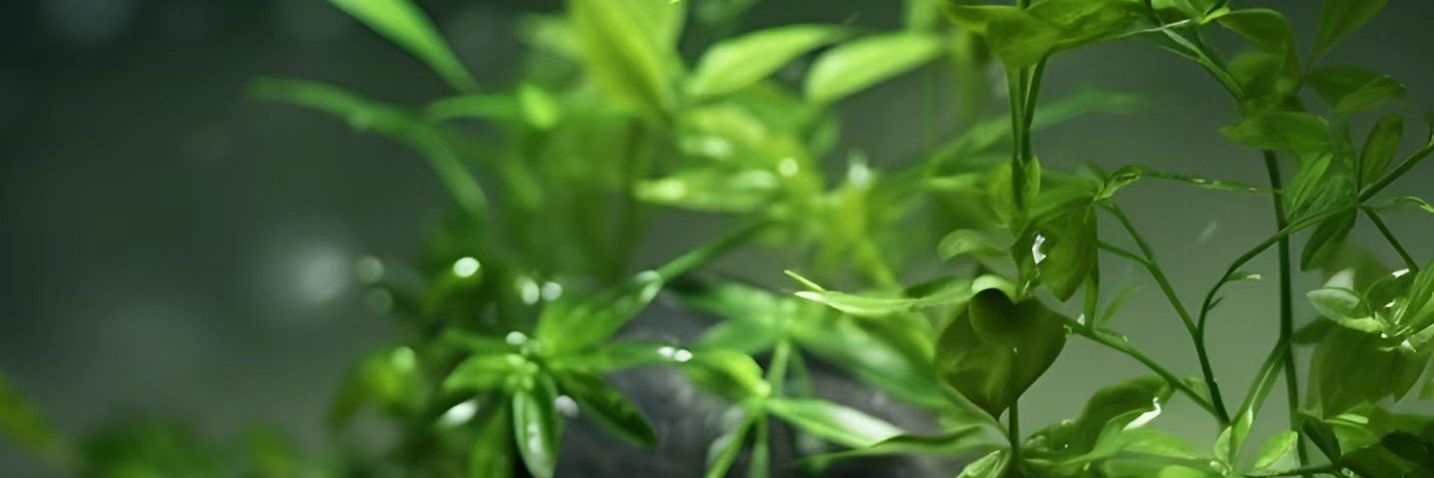 熊猫🐼牧羊人 banner