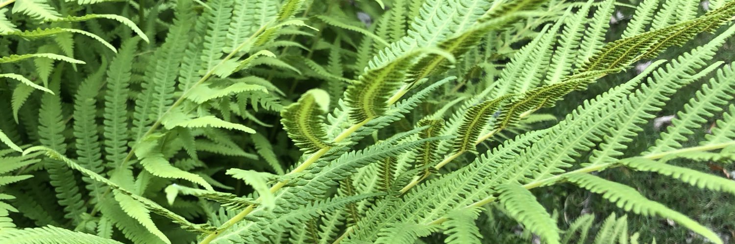 Madisaurus_Rekd's profile banner image