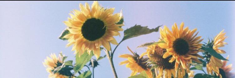 ChavoyaAlina's profile banner image