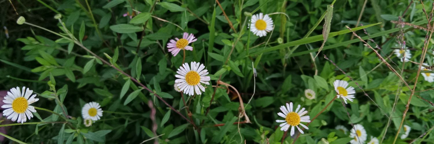 closeureyesnow's profile banner image