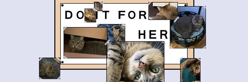 catsncoasters's profile banner image