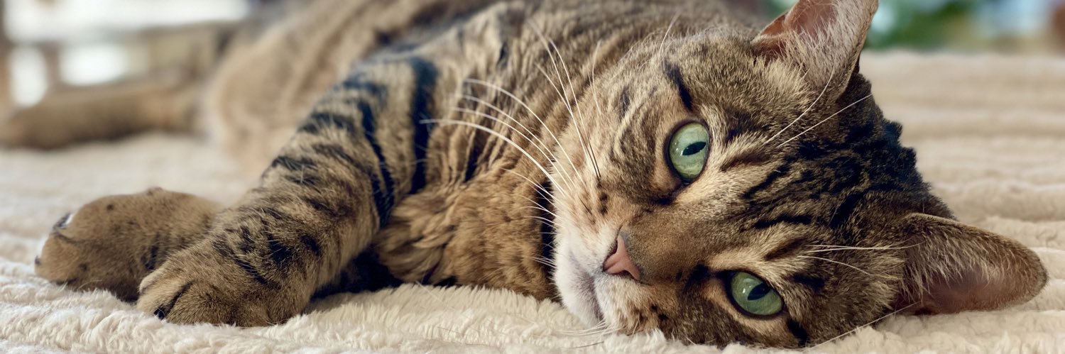 Missy the Bobtail's banner