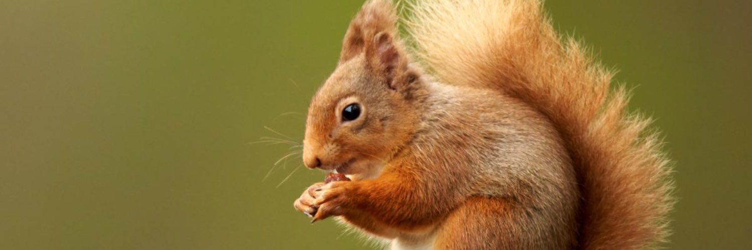 SquirrelsClass banner