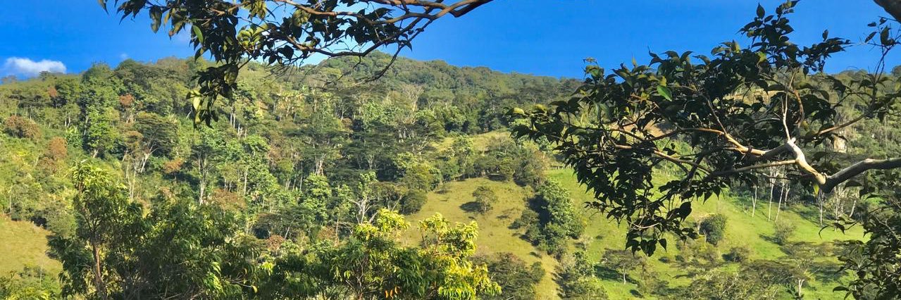 🕸️camilo pineda banner