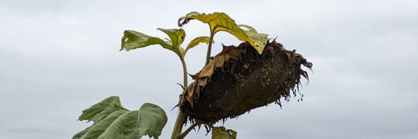 drlauraway Profile Banner