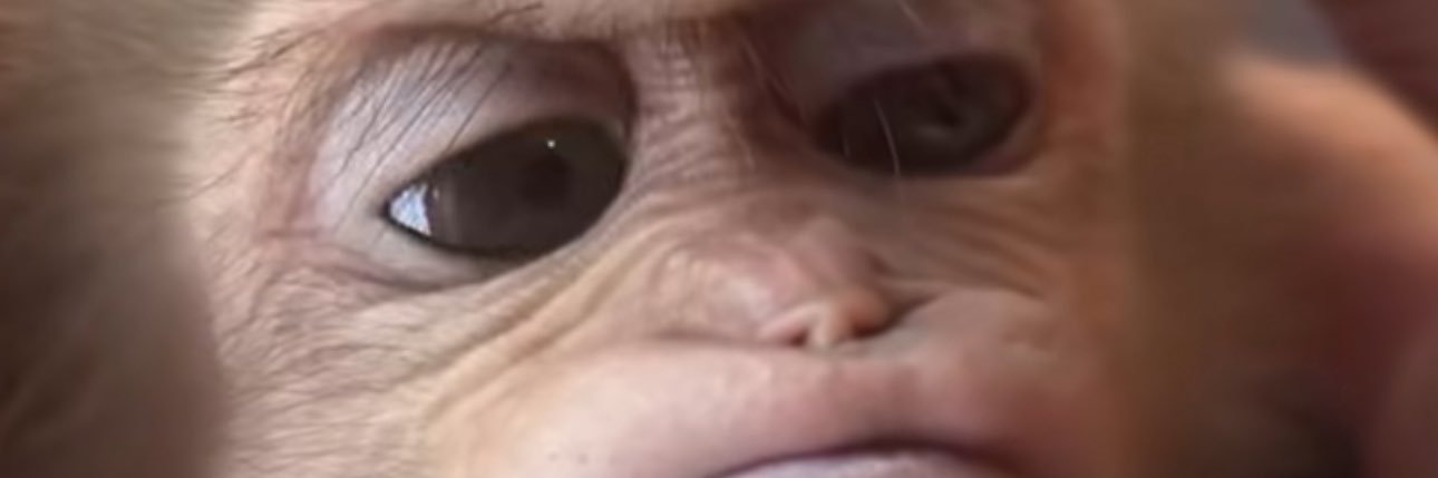 Dylan banner