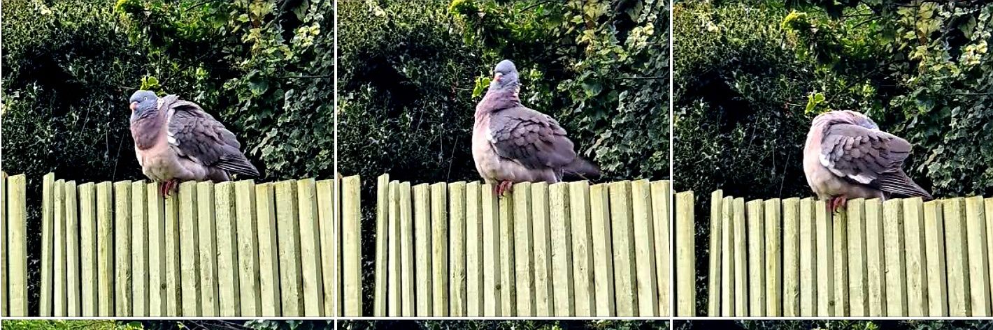 THD @Twiverpool@mastodon.social banner