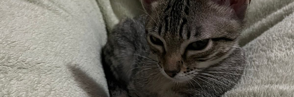 wjsnisa's profile banner image