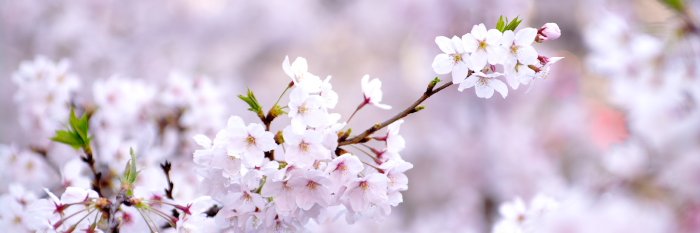 Kin555's profile banner image