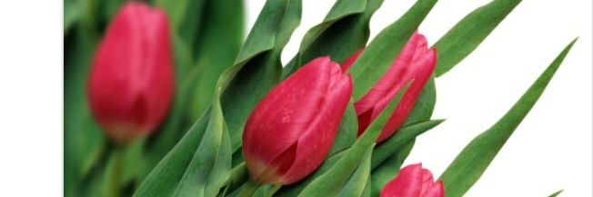 redtulips | READY banner