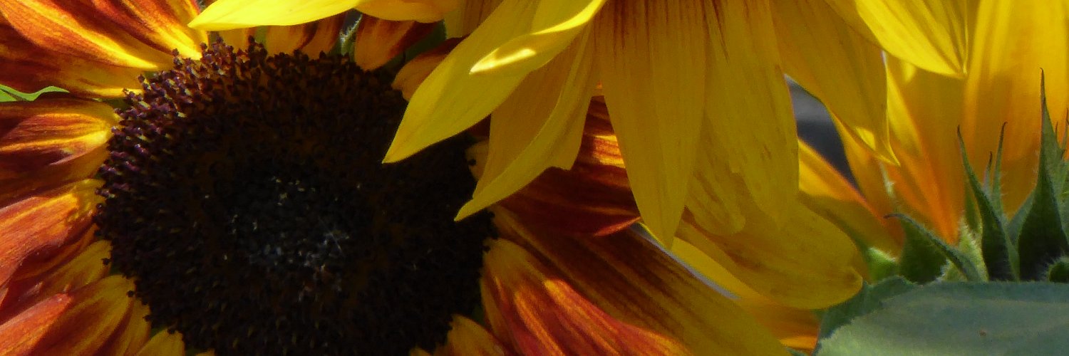 bryanbellars's profile banner image